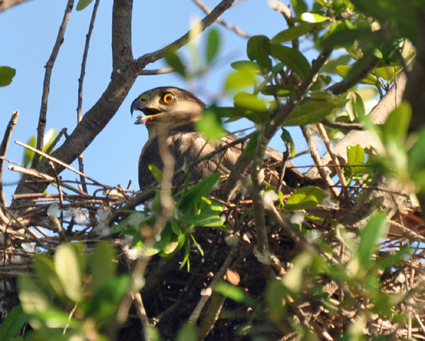 Empty Nest